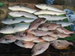 釣り堀で青物&鯛が大漁です♫田井観…