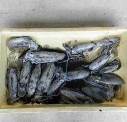 野原磯　エギングでアオリイカ15ハイ　次第…