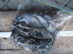 有田の磯・松の下にてエギング　アオリイカ1～18cm7ハイ