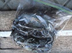 有田の磯・松の下にてエギング　アオリイカ1…