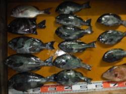 三尾の磯　立島・オヨギデでのふかせ釣果　グ…