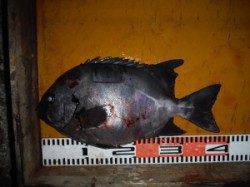 三尾の磯　立島・オヨギデでのふかせ釣果　グレ・サンバソウ　