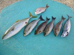 神谷　沖一文字内向きにてハマチ・イサギ・スマガツオの釣果