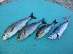 神谷　沖一文字内向きにてハマチ・イサギ・スマガツオの釣果