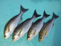 神谷　沖一文字外向きのカゴ釣りでイサギの釣…