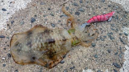 伊根周辺のエギングでアオリイカ新子計23バ…