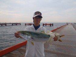 須磨海づり公園　カラバリ仕掛けのノマセ好調キープ　メジロ64.5cm！