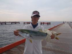 須磨海づり公園　カラバリ仕掛けのノマセ好調…