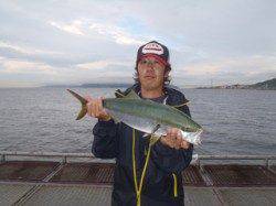 須磨海づり公園　メジロ	61.0cmをキャッチ！