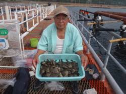 須磨海づり公園　ハゲ掛けでマルハギを30尾…