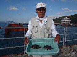 須磨海づり公園　落とし込みでイシガキダイ2尾