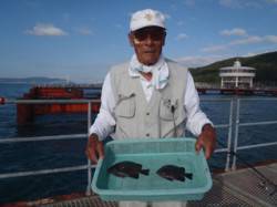 須磨海づり公園　落とし込みでイシガキダイ2…