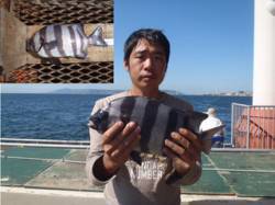 須磨海釣り公園　落とし込みで良型イシダイ