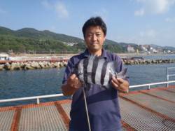 須磨海づり公園　落とし込みでイシダイ31c…