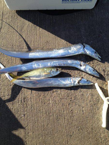 和歌川河口　サンマの切り身とキビナゴでタチ…