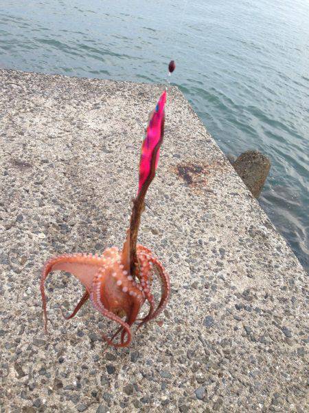 西鳥取漁港アオリイカ狙いでエギング…かかっ…