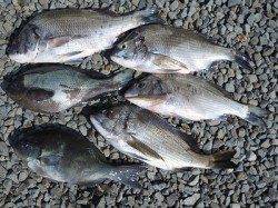 湯浅の磯　紀州釣りでチヌ・グレ
