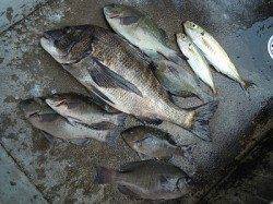 湯浅の磯　紀州釣りでチヌ・グレ