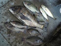 湯浅の磯　紀州釣りでチヌ・グレ