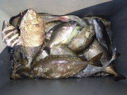 酒カスをエサに良型アイゴ　湯浅の磯フカセ釣り