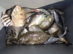 酒カスをエサに良型アイゴ　湯浅の磯フカセ釣…