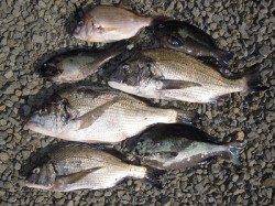 紀州釣りでチヌ＆グレ　餌はコーンです