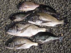 紀州釣りでチヌ＆グレ　餌はコーンです