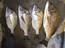 湯浅の磯で紀州釣り　チヌ45cmを頭に4枚…