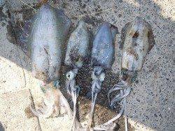 湯浅の磯　ヤエンでアオリイカの釣果