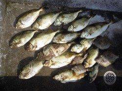 湯浅の磯　ヤエンでアオリイカの釣果