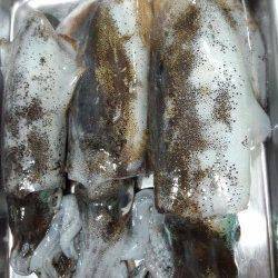 大蔵海岸エギングでアオリイカ　潮変わりの短時間にアタリ集中