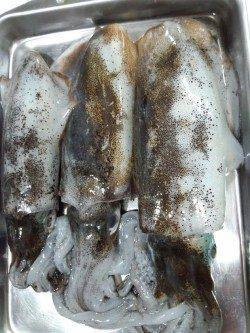 大蔵海岸エギングでアオリイカ　潮変わりの短時間にアタリ集中