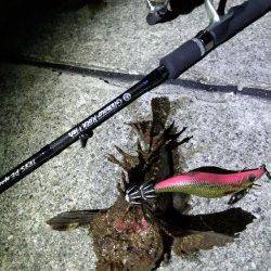 大蔵海岸エギングでアオリイカ　潮変わりの短時間にアタリ集中