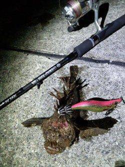 大蔵海岸エギングでアオリイカ　潮変わりの短時間にアタリ集中