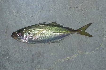 今シーズン初舞洲アジング　まだ群れは小さい…