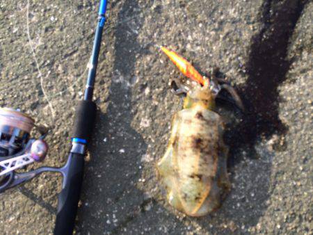 今シーズン初磯ノ浦へエギング釣行　アオリイ…