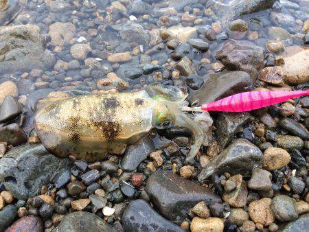 柏漁港など中紀エギングで新子のアオリイカ　…