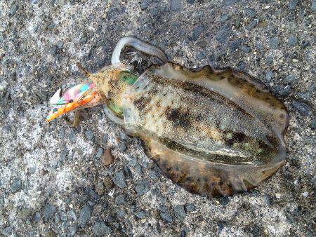 小島周辺エギングにてアオリイカ新子の釣果　…