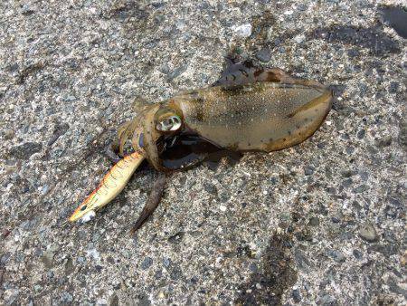 谷川漁港のエギングでアオリイカ新子　激しい…