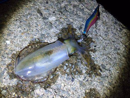 大阪方面エギング釣行　完全に暗くなる寸前に…