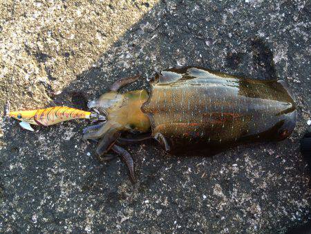 磯ノ浦堤防エギング　アオリイカ2ハイで61…