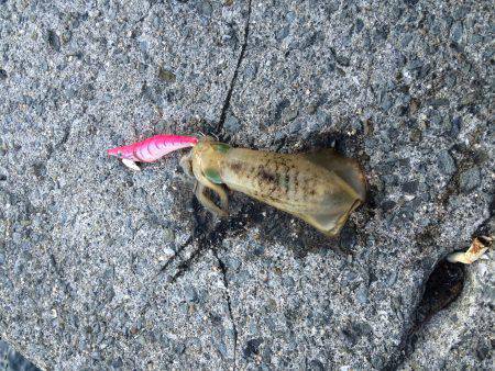 小島　朝まずめにアオリを狙ってエギング☆