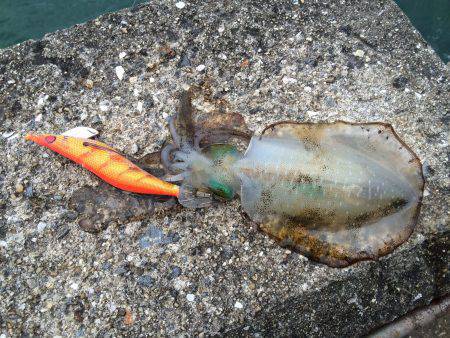 和歌山北港へアオリイカの様子を見に行ってき…