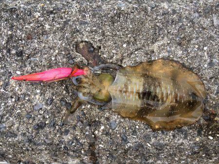 夕マヅメ狙い北港エギング　スラックジャーク…