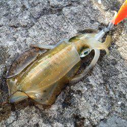 北港魚つり公園　エギングでアオリイカ〜30…