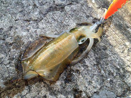 北港魚つり公園　エギングでアオリイカ〜30…