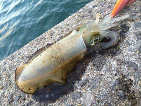 北港　朝方にエギングでアオリイカ狙い