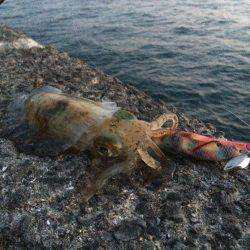 和歌山北港魚つり公園　激流の中エギングでア…