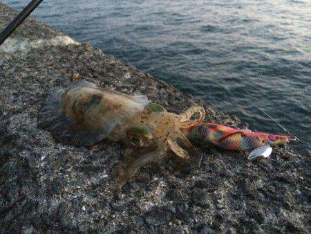和歌山北港魚つり公園　激流の中エギングでア…