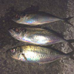 小島漁港にてアオイソメのウキ釣りで良型アジ…